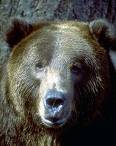 L'ours